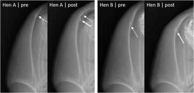 Euthanasia Through Cervical Dislocation or CO2 Might Affect Keel Bone Fracture Prevalence in 30-Week-Old Laying Hens